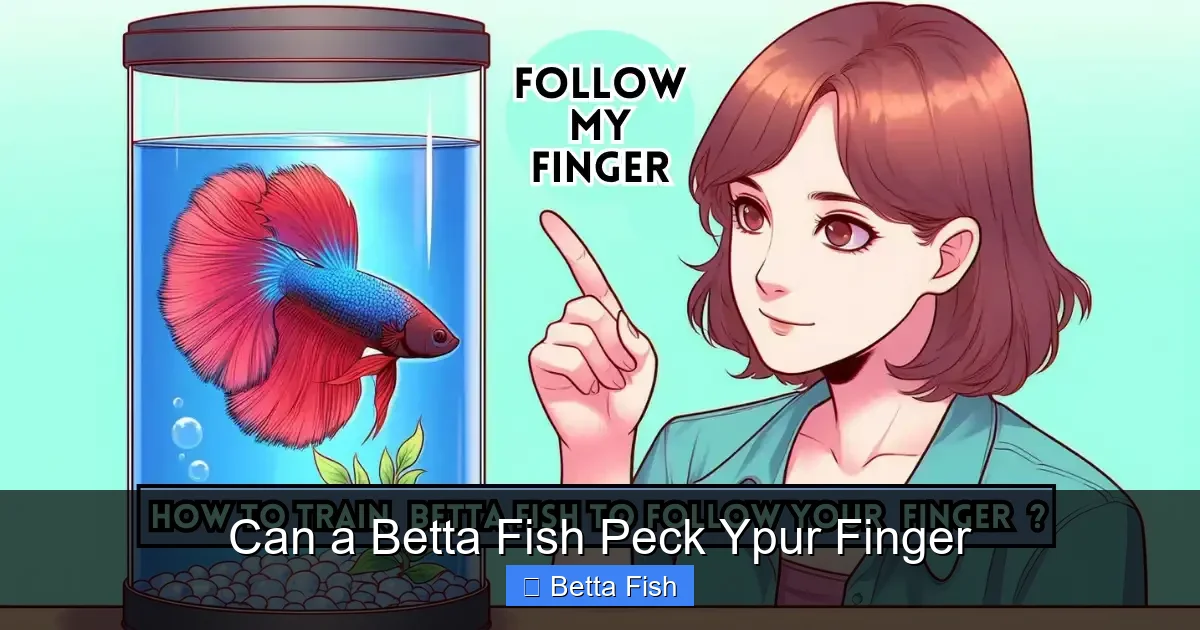 Can a Betta Fish Peck Ypur Finger