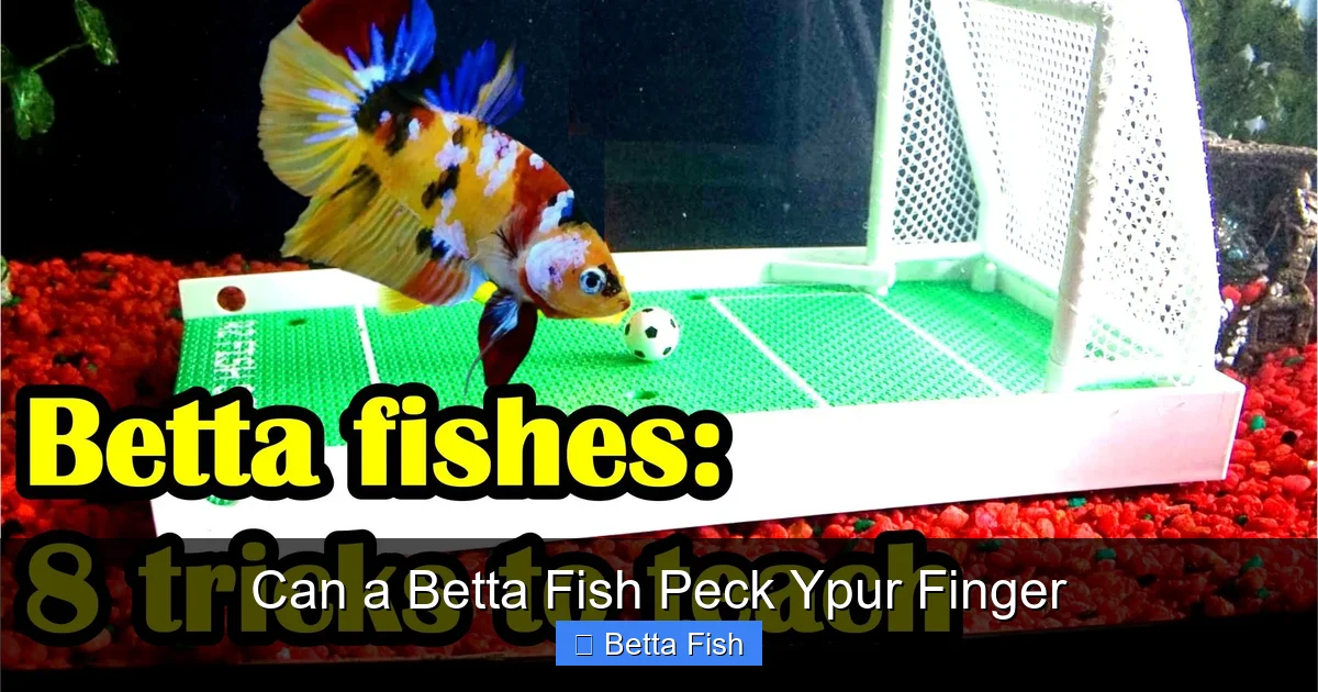 Can a Betta Fish Peck Ypur Finger