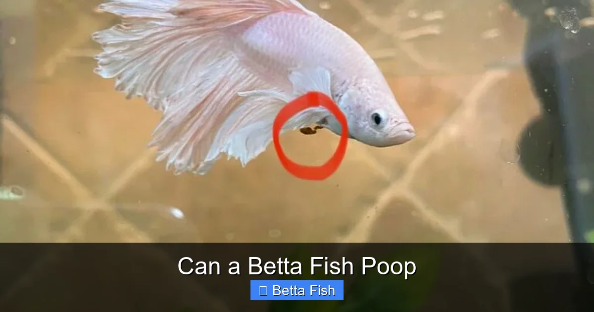 Can a Betta Fish Poop