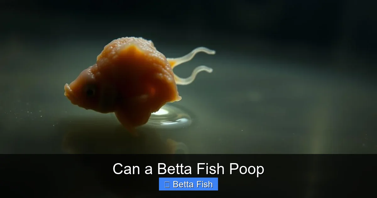 Can a Betta Fish Poop