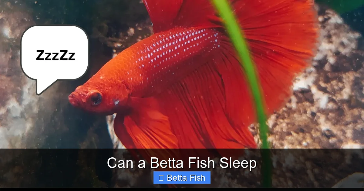 Can a Betta Fish Sleep