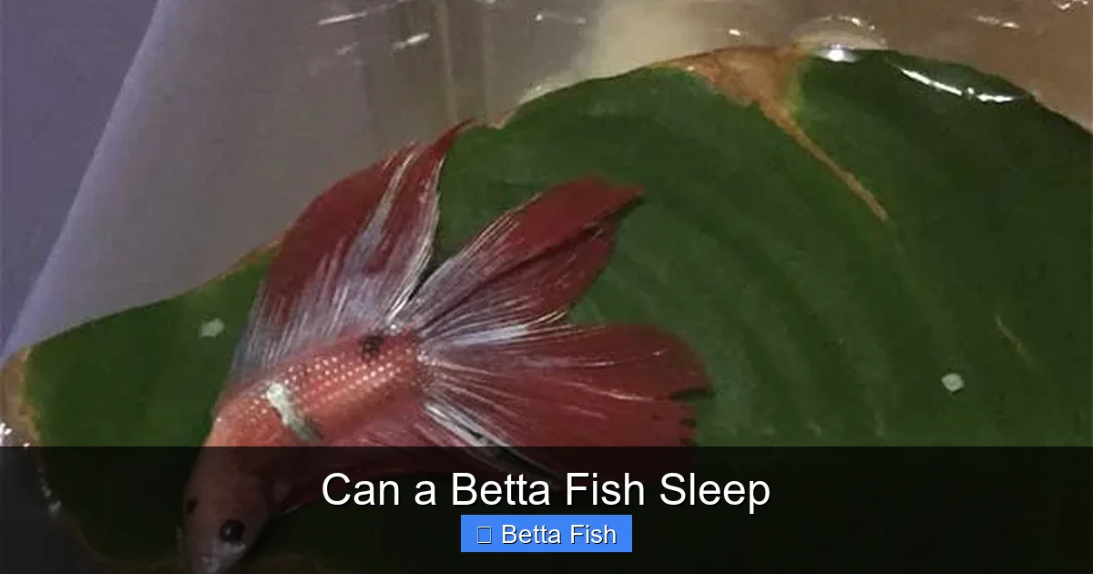 Can a Betta Fish Sleep