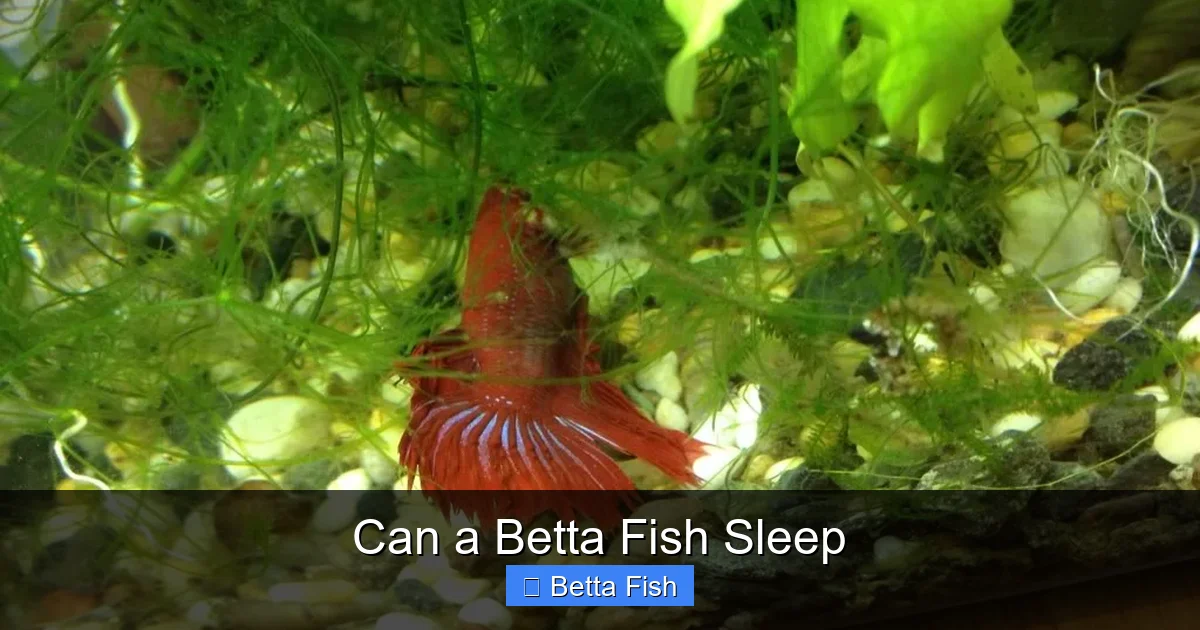 Can a Betta Fish Sleep