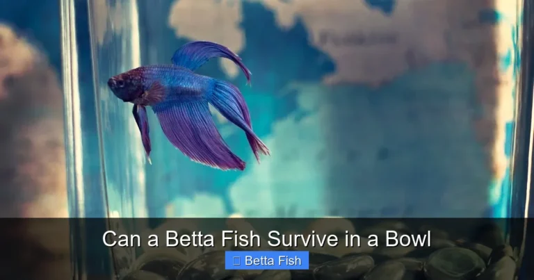 Can a Betta Fish Survive in a Bowl