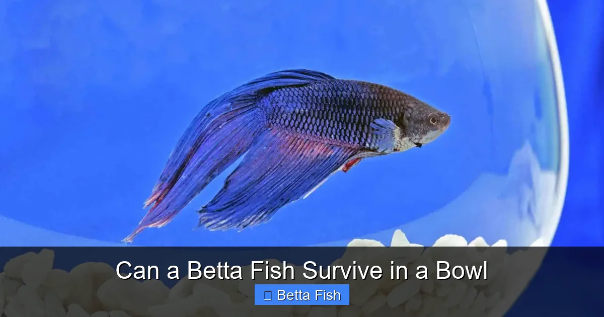 Can a Betta Fish Survive in a Bowl