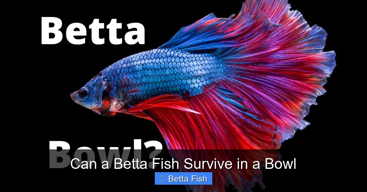 Can a Betta Fish Survive in a Bowl