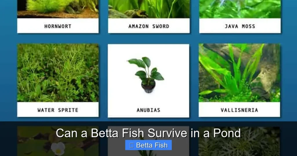 Can a Betta Fish Survive in a Pond