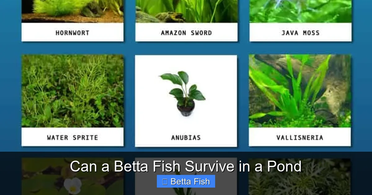 Can a Betta Fish Survive in a Pond