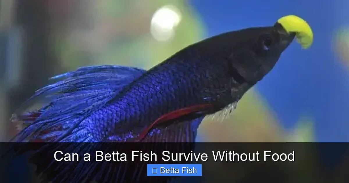Can a Betta Fish Survive Without Food