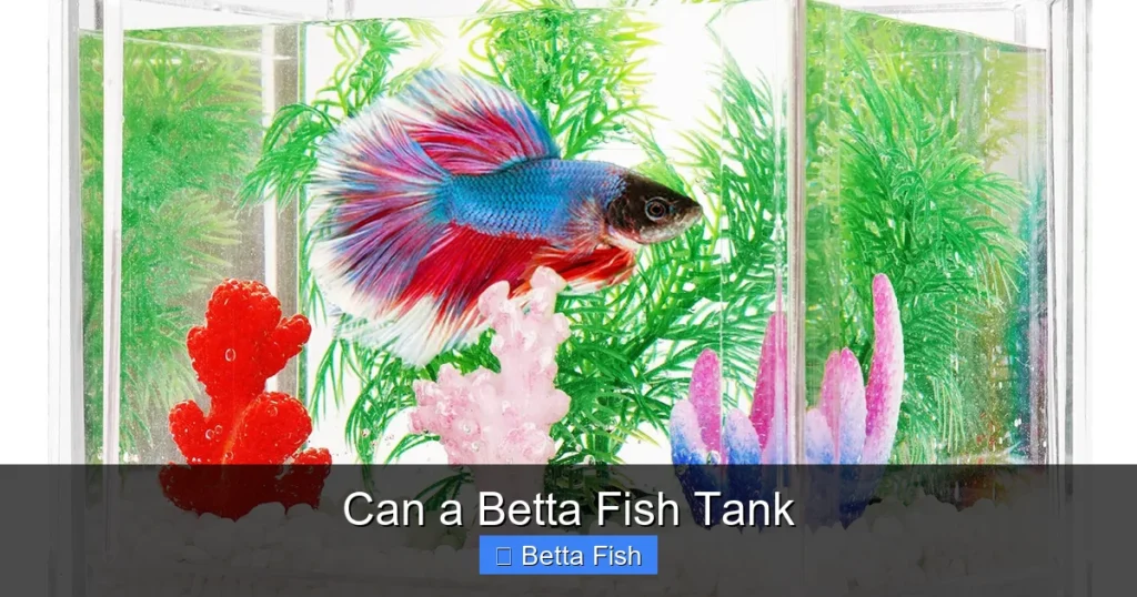 Can a Betta Fish Tank