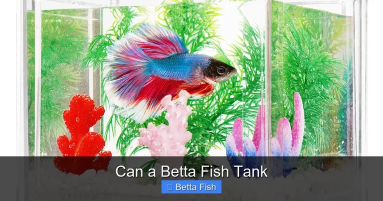 Can a Betta Fish Tank
