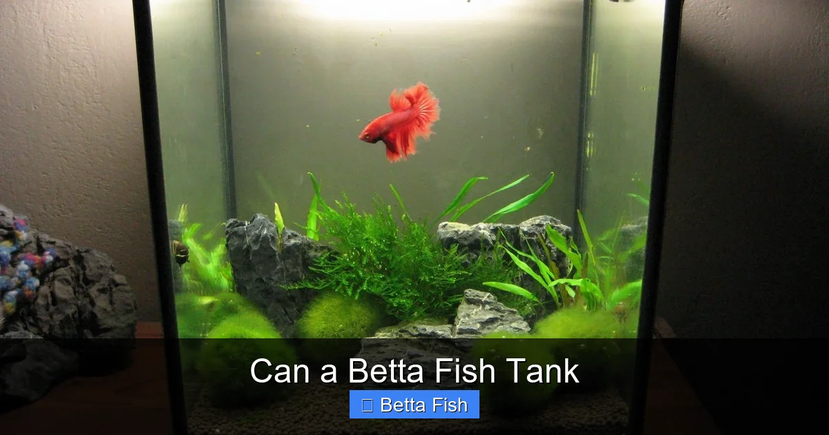 Can a Betta Fish Tank