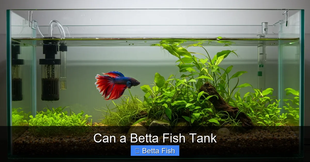 Can a Betta Fish Tank