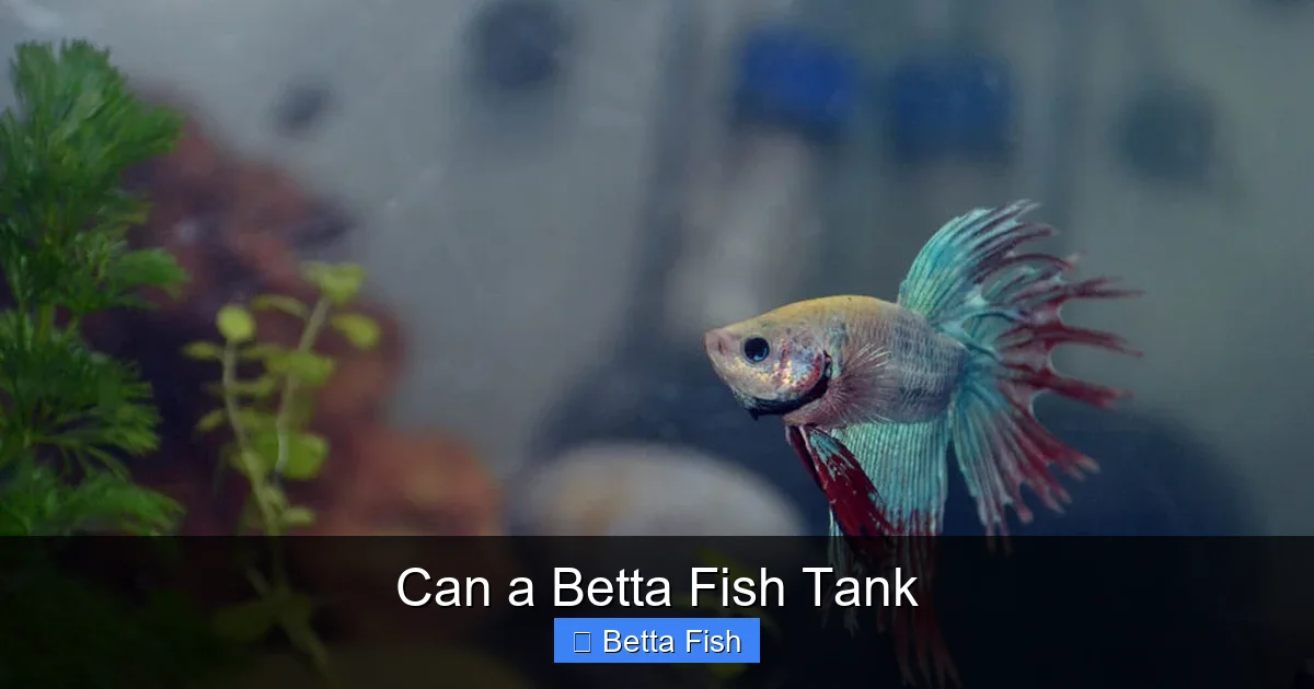Can a Betta Fish Tank