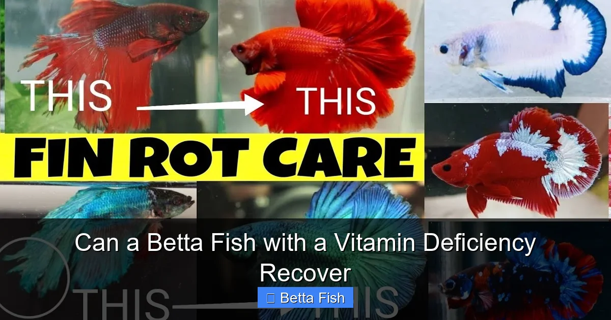 Can a Betta Fish with a Vitamin Deficiency Recover