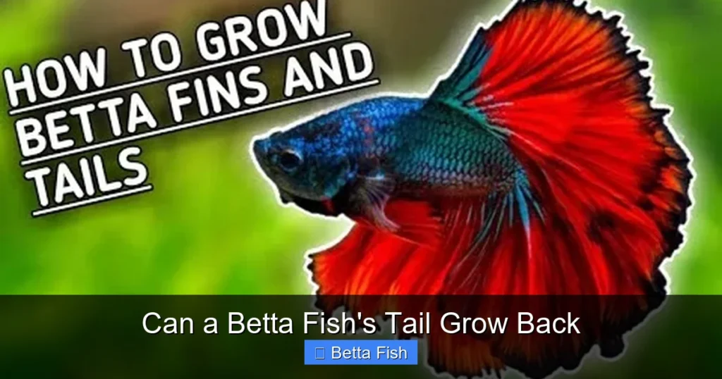 Can a Betta Fish's Tail Grow Back