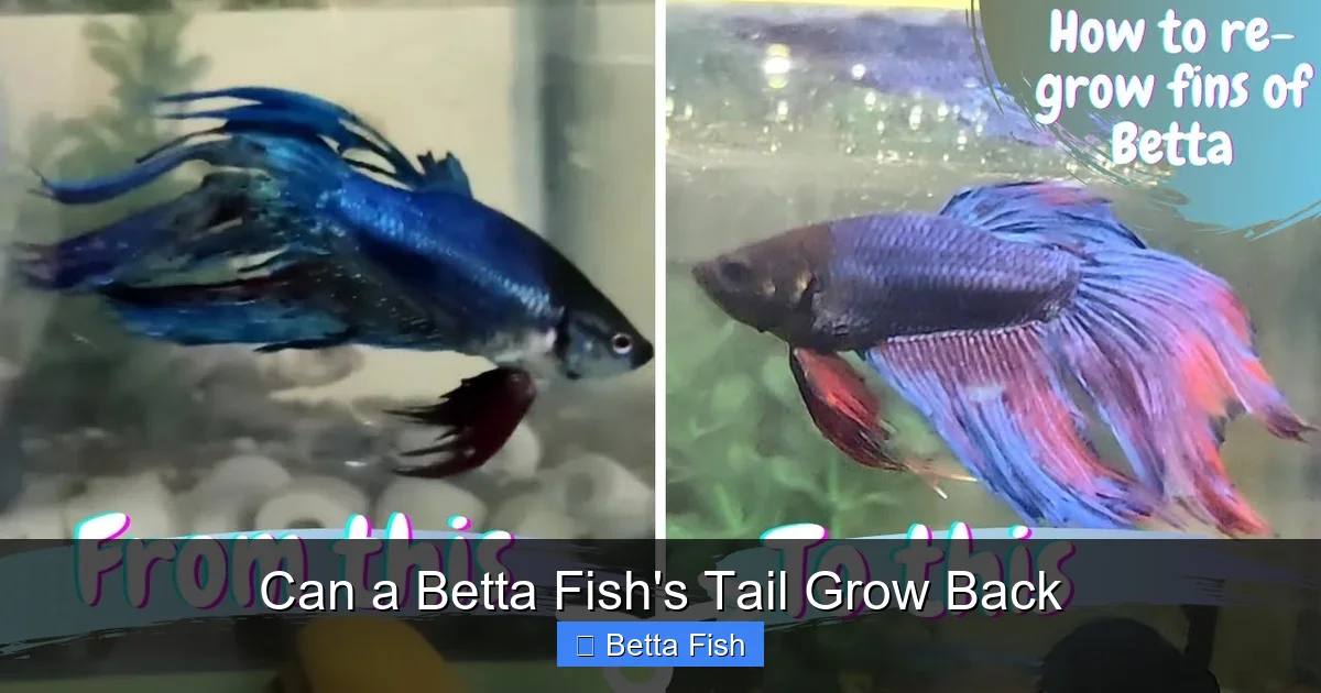 Can a Betta Fish's Tail Grow Back