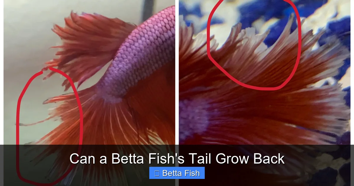 Can a Betta Fish's Tail Grow Back