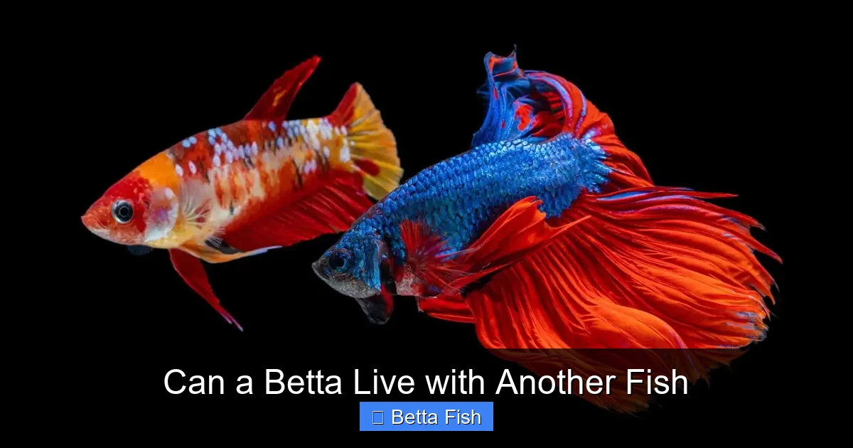 Can a Betta Live with Another Fish