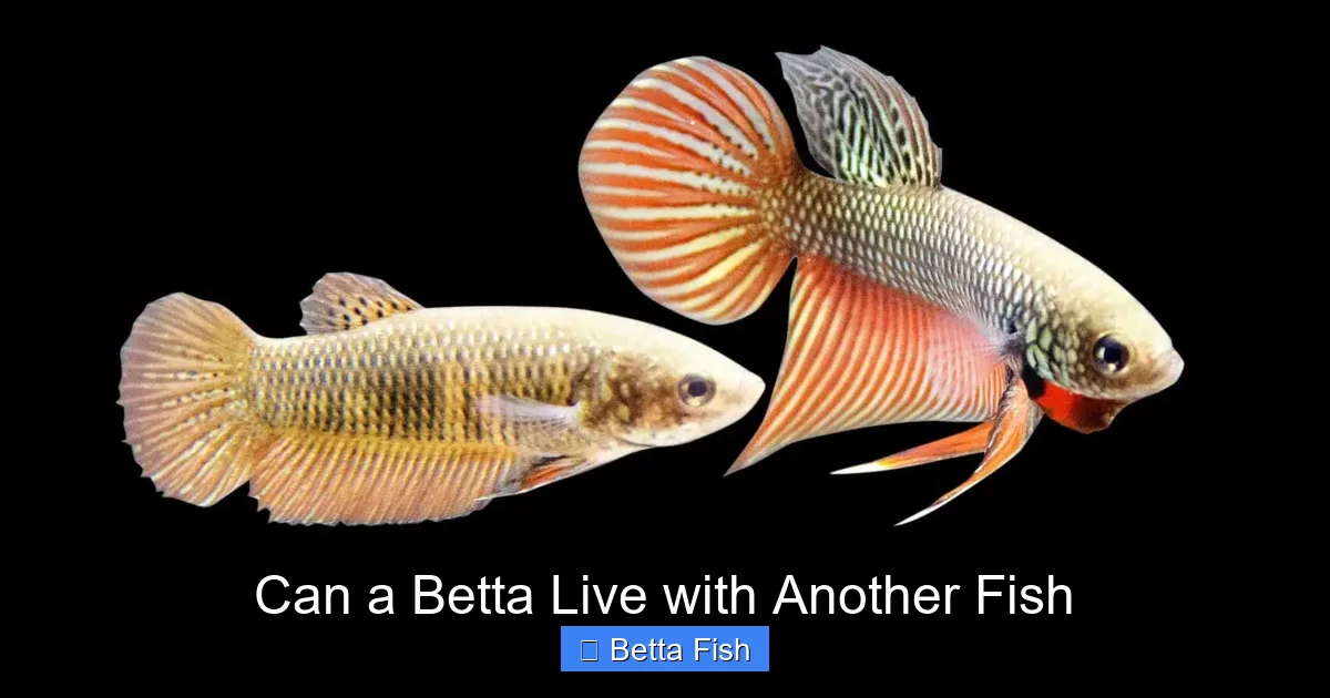 Can a Betta Live with Another Fish