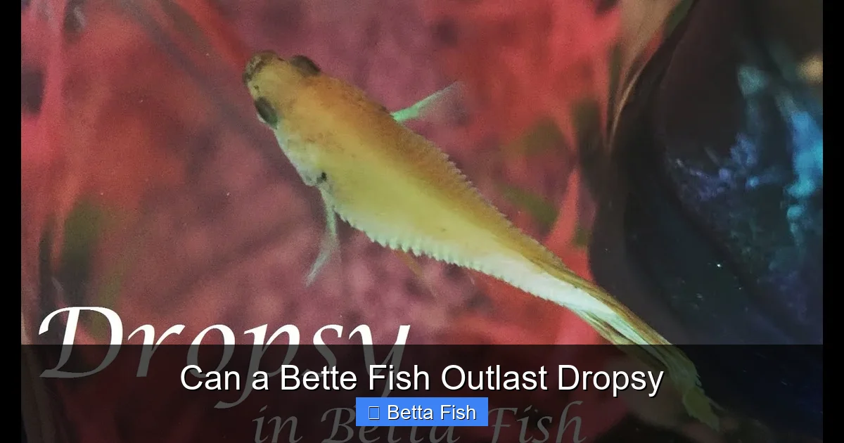 Can a Bette Fish Outlast Dropsy