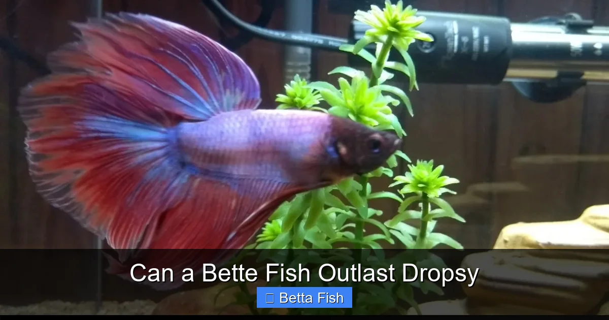 Can a Bette Fish Outlast Dropsy