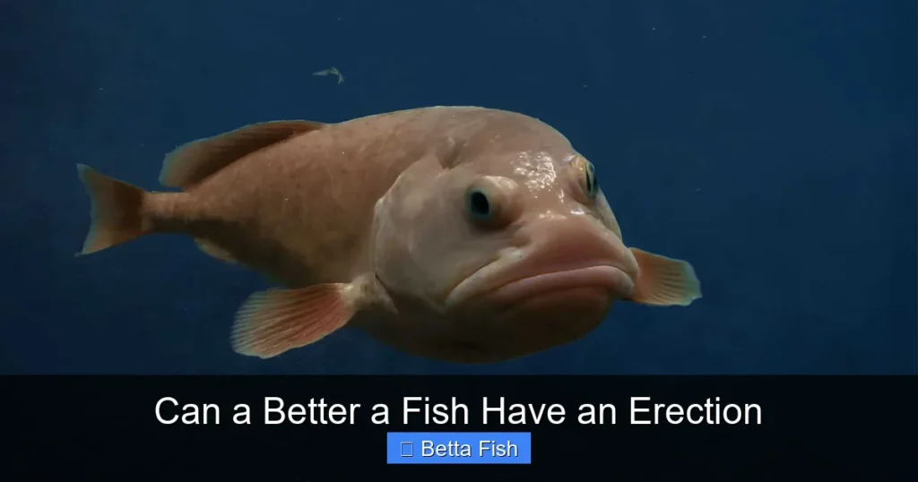 Can a Better a Fish Have an Erection