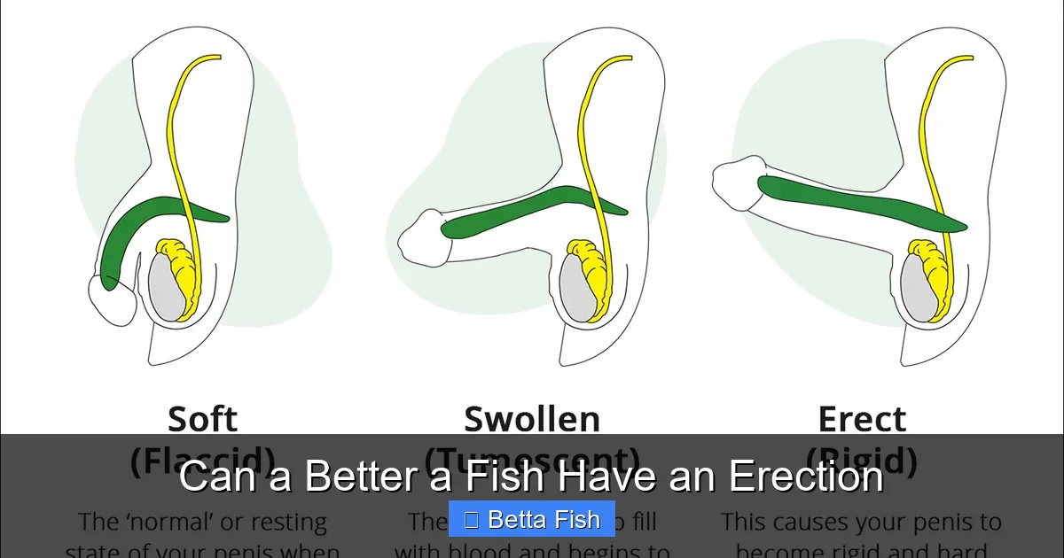 Can a Better a Fish Have an Erection