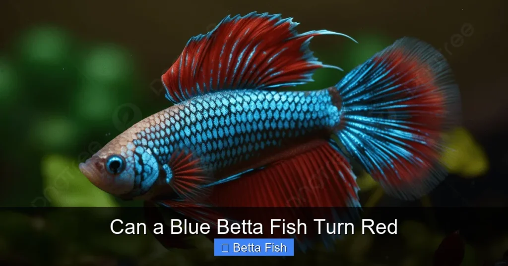 Can a Blue Betta Fish Turn Red