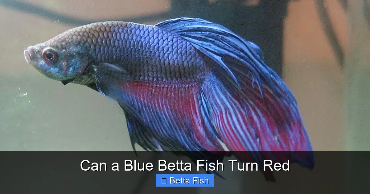 Can a Blue Betta Fish Turn Red