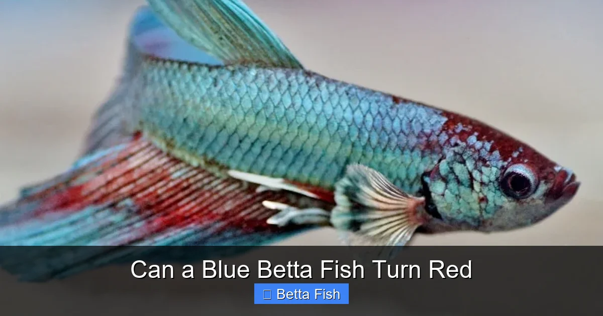 Can a Blue Betta Fish Turn Red