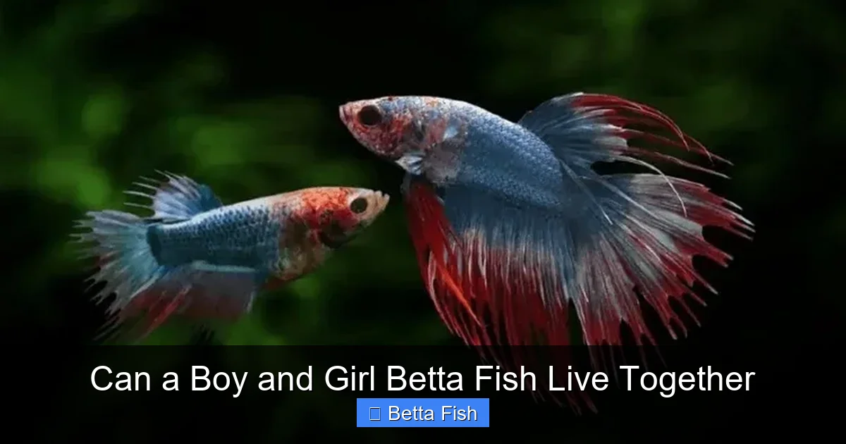 Can a Boy and Girl Betta Fish Live Together