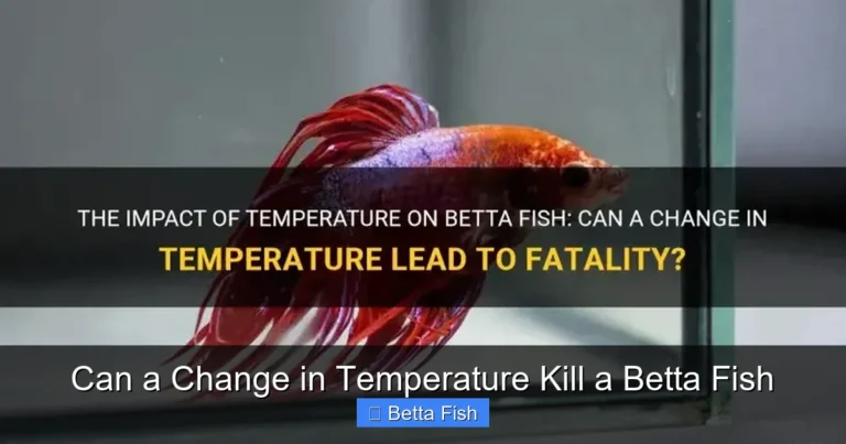 Can a Change in Temperature Kill a Betta Fish