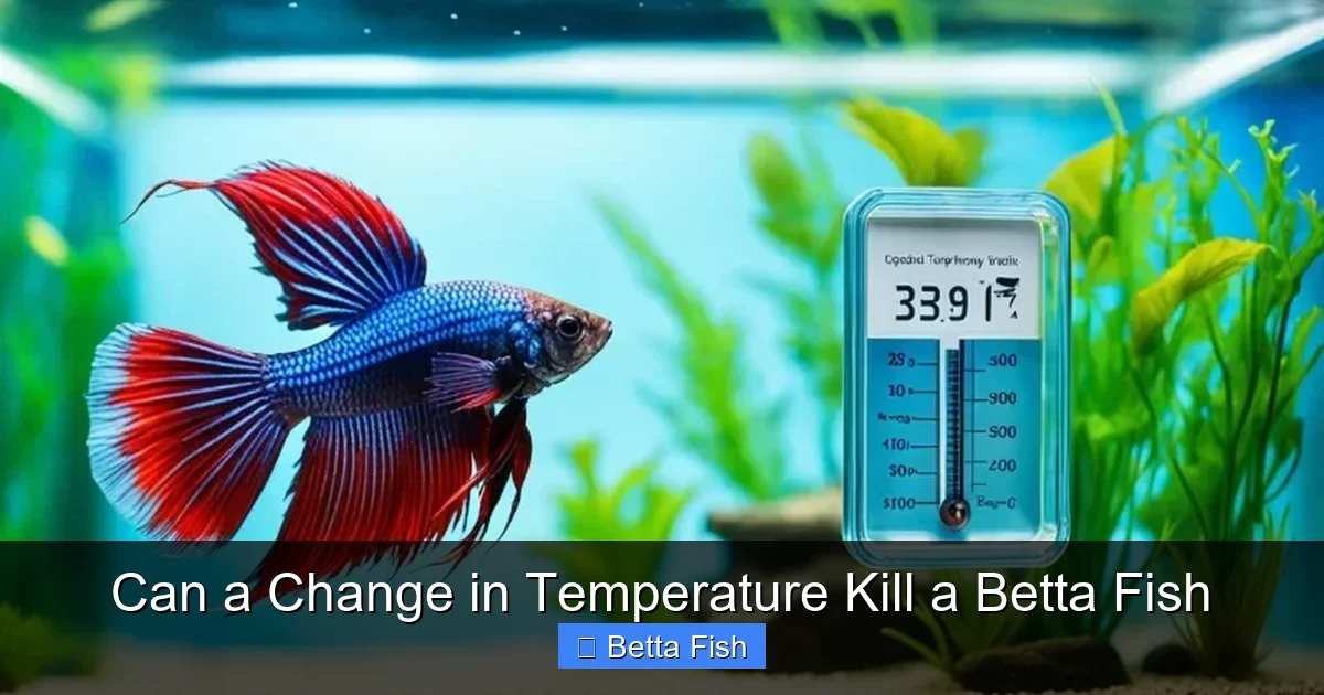 Can a Change in Temperature Kill a Betta Fish