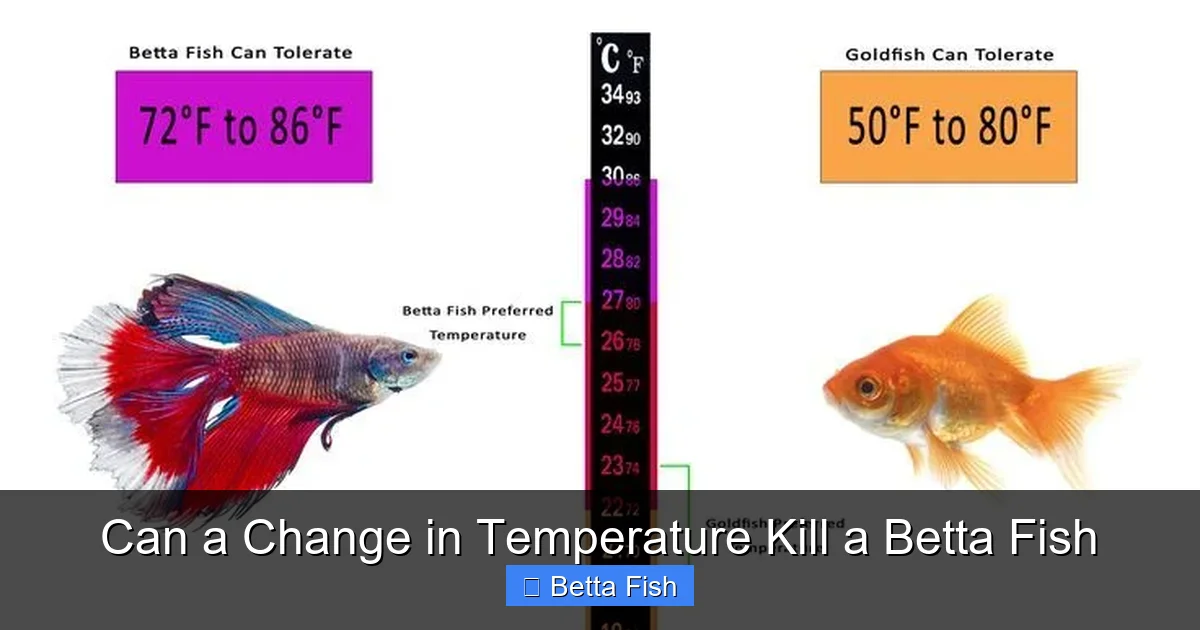 Can a Change in Temperature Kill a Betta Fish
