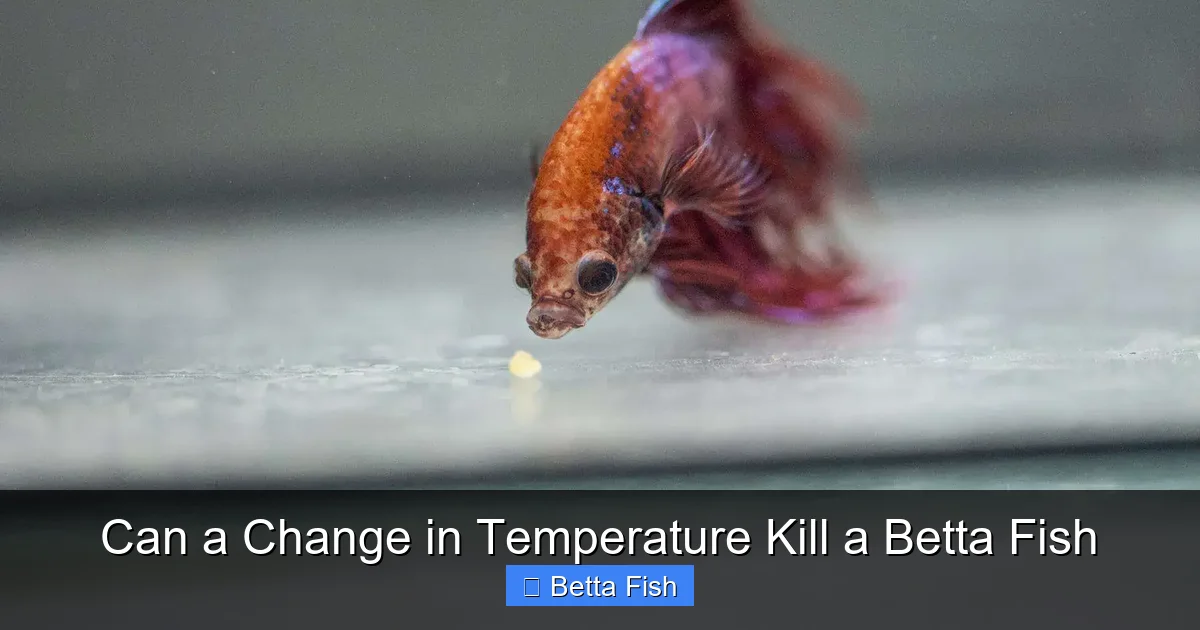 Can a Change in Temperature Kill a Betta Fish
