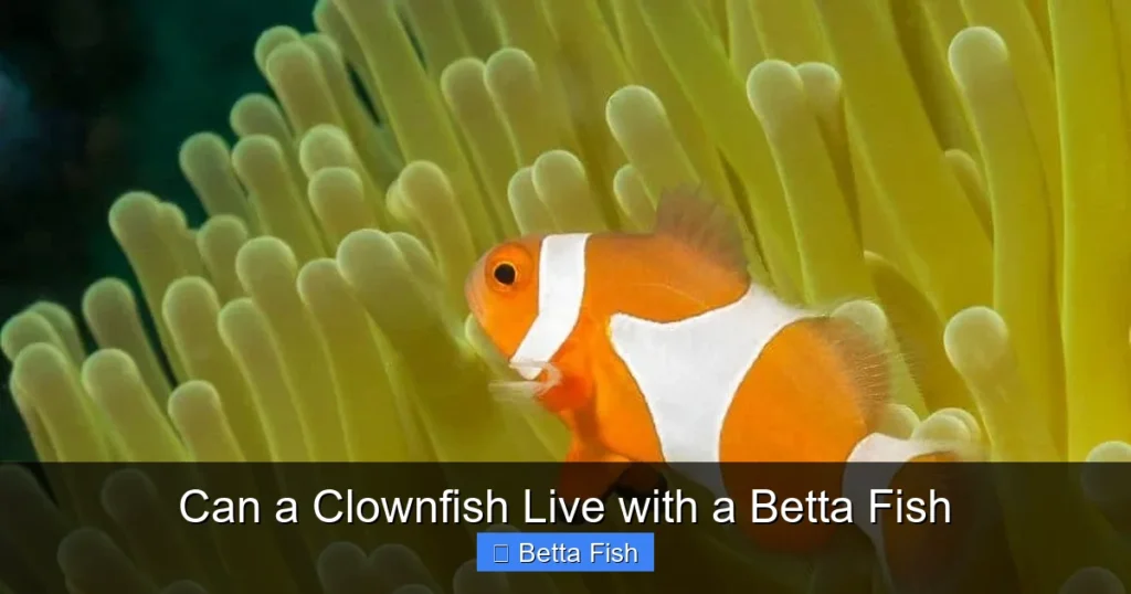 Can a Clownfish Live with a Betta Fish