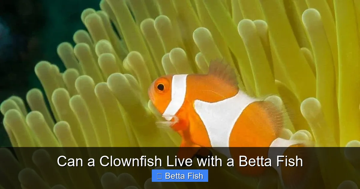 Can a Clownfish Live with a Betta Fish