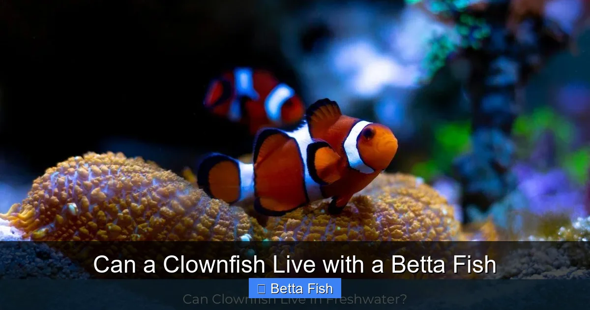Can a Clownfish Live with a Betta Fish