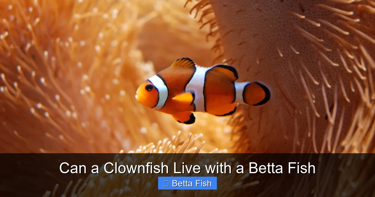 Can a Clownfish Live with a Betta Fish