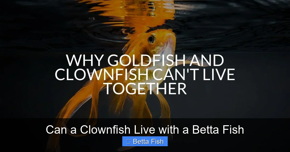 Can a Clownfish Live with a Betta Fish