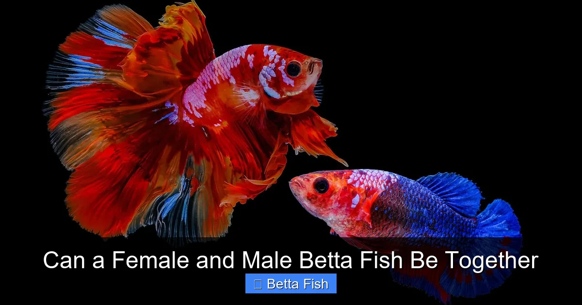 Can a Female and Male Betta Fish Be Together