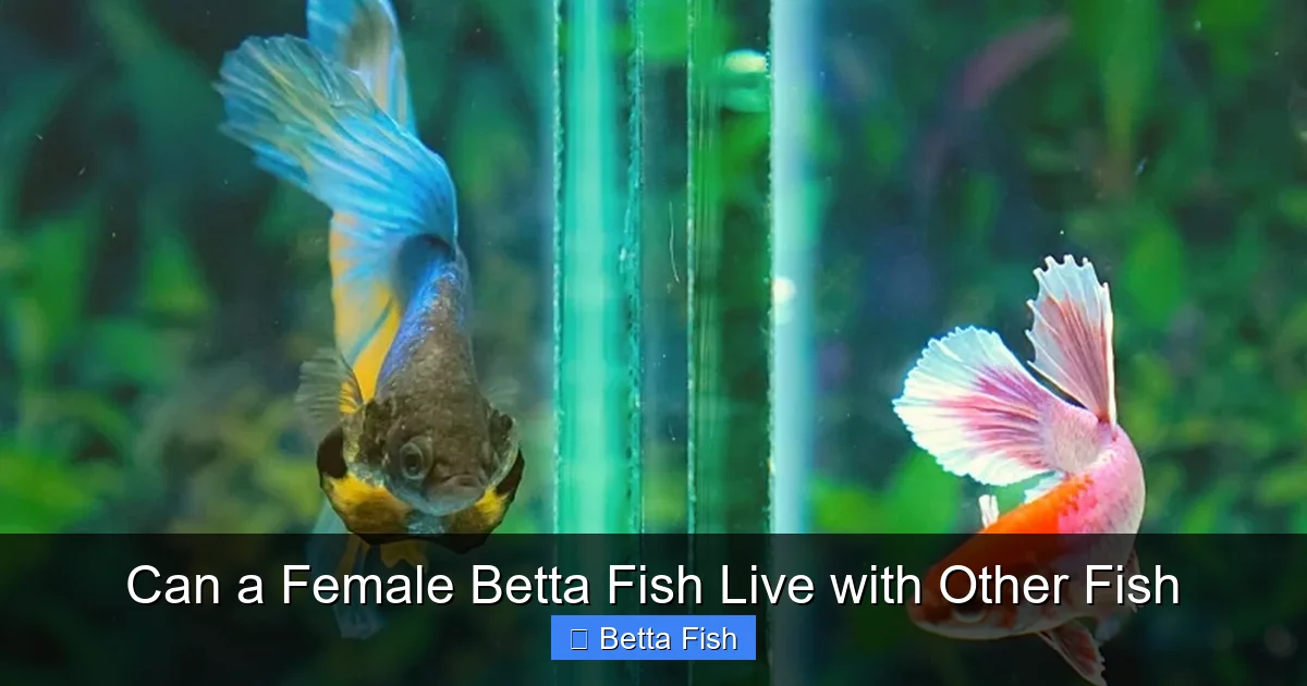 Can a Female Betta Fish Live with Other Fish