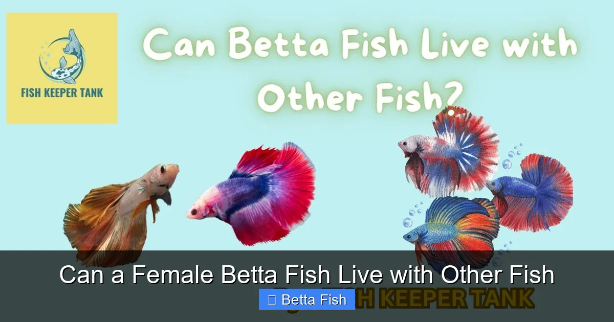 Can a Female Betta Fish Live with Other Fish