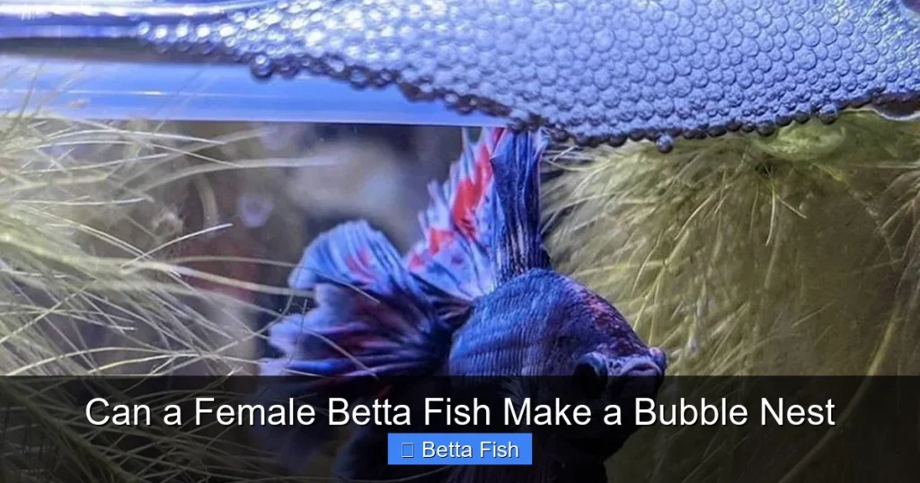 Can a Female Betta Fish Make a Bubble Nest