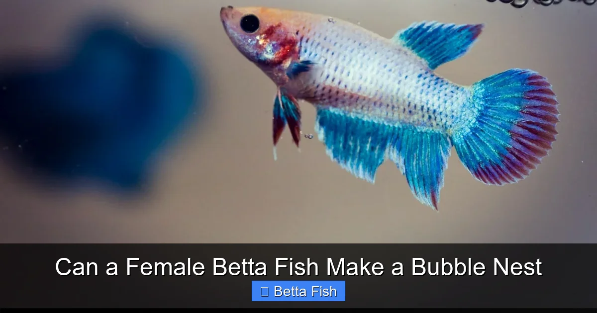 Can a Female Betta Fish Make a Bubble Nest