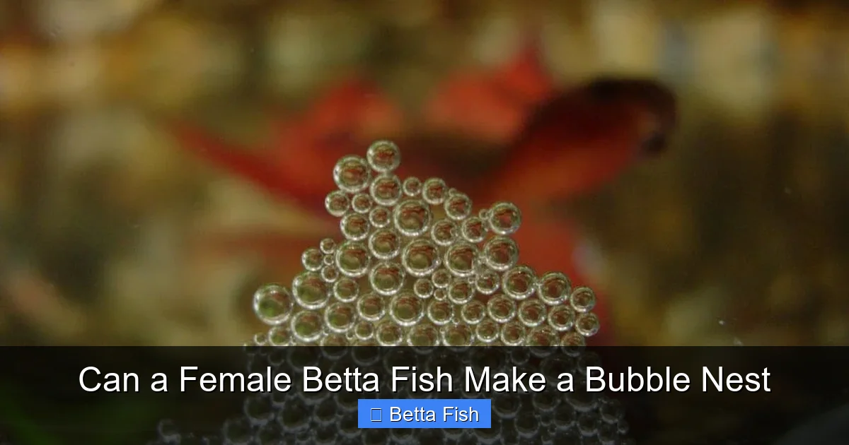 Can a Female Betta Fish Make a Bubble Nest