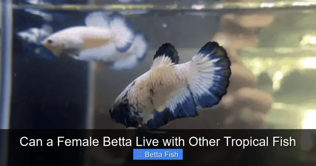 Can a Female Betta Live with Other Tropical Fish