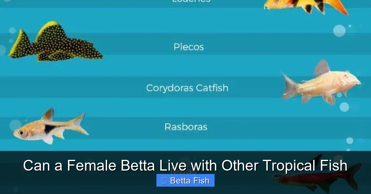 Can a Female Betta Live with Other Tropical Fish