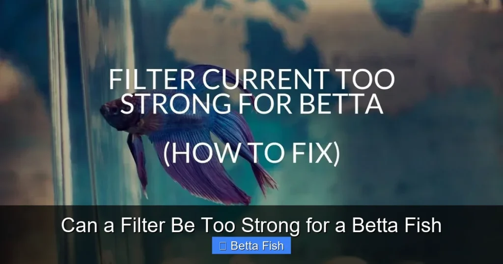 Can a Filter Be Too Strong for a Betta Fish